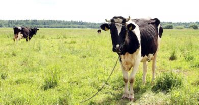 Biržų kraštas garsėja įgriuvomis, prarijusiomis karves. Visgi į mėšlo duobę įgriuvusiai raguotajai nelemta būti įtrauktai į jokią šio krašto legendą.