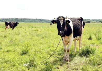 Biržų kraštas garsėja įgriuvomis, prarijusiomis karves. Visgi į mėšlo duobę įgriuvusiai raguotajai nelemta būti įtrauktai į jokią šio krašto legendą.