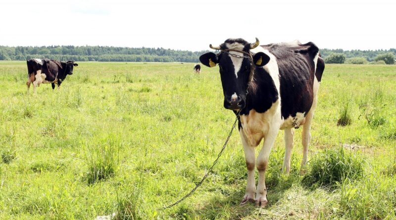 Biržų kraštas garsėja įgriuvomis, prarijusiomis karves. Visgi į mėšlo duobę įgriuvusiai raguotajai nelemta būti įtrauktai į jokią šio krašto legendą.